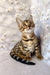 Adorable Spotted and Striped Bengal Kitten from Daisa collection, so playful and cute!