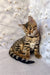 Spotted and striped Bengal kitten from Daisa, playful and adorable companion