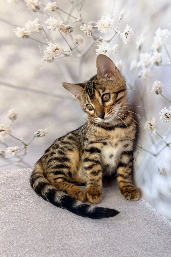Spotted and striped Bengal kitten from Daisa, playful and adorable companion