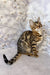 Spotted and striped Bengal cat in Daisa Bengal Kitten product display