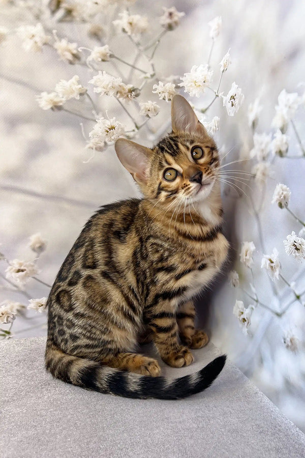 Spotted and striped Bengal kitten, perfect addition to Daisa’s Bengal Kitten collection