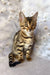 Adorable Bengal kitten with a striped coat showcased in Daisa product collection