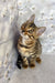 Cute striped tabby kitten featured in the Daisa Bengal Kitten product