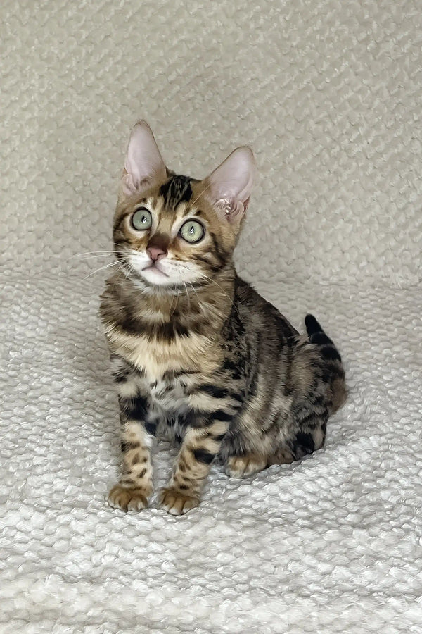 Daisy | bengal kitten
