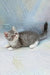 Daisy | exotic shorthair kitten