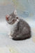 Daisy | exotic shorthair kitten