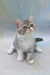 Daisy | exotic shorthair kitten