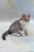 Daisy | exotic shorthair kitten