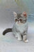 Daisy | exotic shorthair kitten