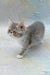 Daisy | exotic shorthair kitten