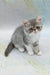 Daisy | exotic shorthair kitten