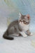 Daisy | exotic shorthair kitten