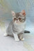 Daisy | exotic shorthair kitten