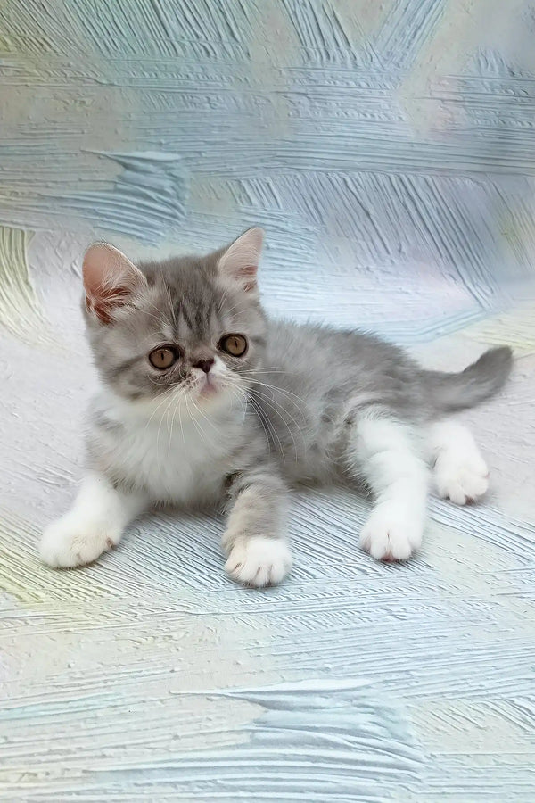 Daisy | exotic shorthair kitten