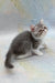Daisy | exotic shorthair kitten