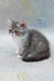 Daisy | exotic shorthair kitten