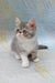 Daisy | exotic shorthair kitten