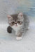 Daisy | exotic shorthair kitten