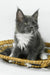 Daisy | maine coon kitten