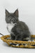 Daisy | maine coon kitten