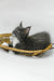 Daisy | maine coon kitten