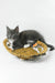 Daisy | maine coon kitten