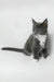 Daisy | maine coon kitten