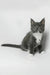 Daisy | maine coon kitten