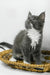Daisy | maine coon kitten