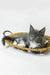 Daisy | maine coon kitten