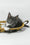 Daisy | Maine Coon Kitten