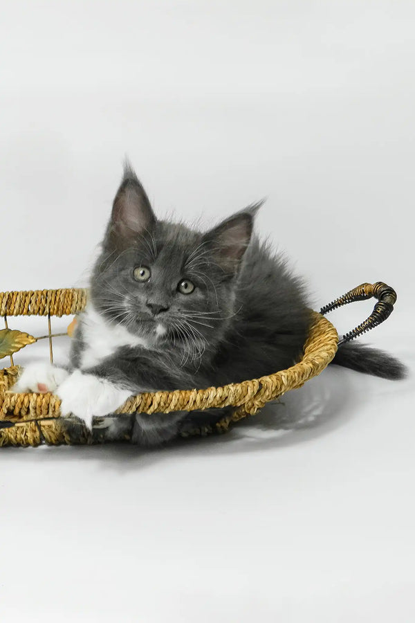 Daisy | maine coon kitten