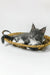 Daisy | maine coon kitten