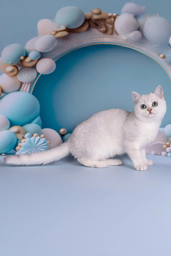 Dakota | british shorthair kitten