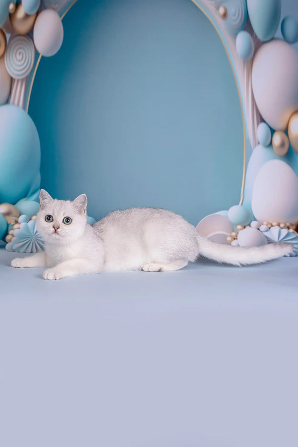 Dakota | british shorthair kitten