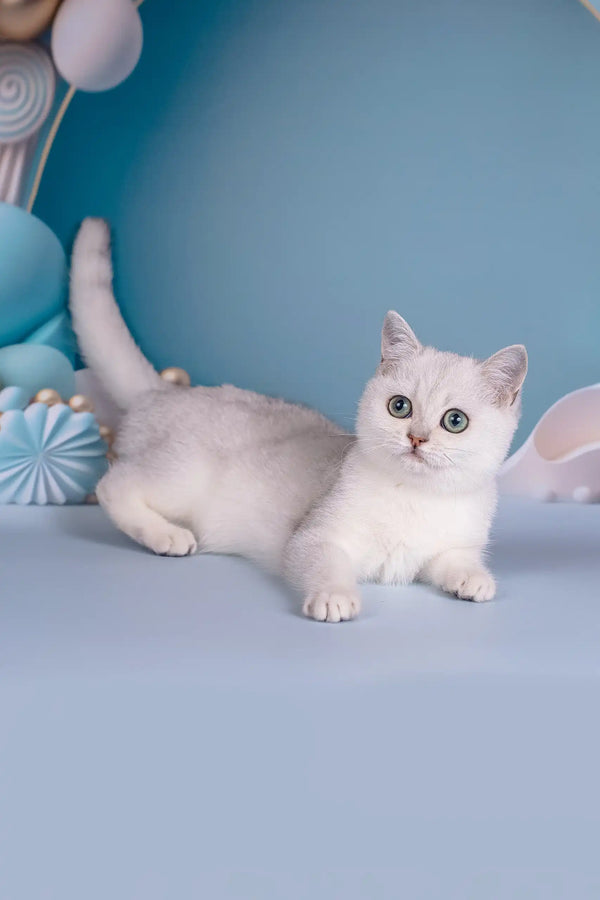 Dakota | british shorthair kitten
