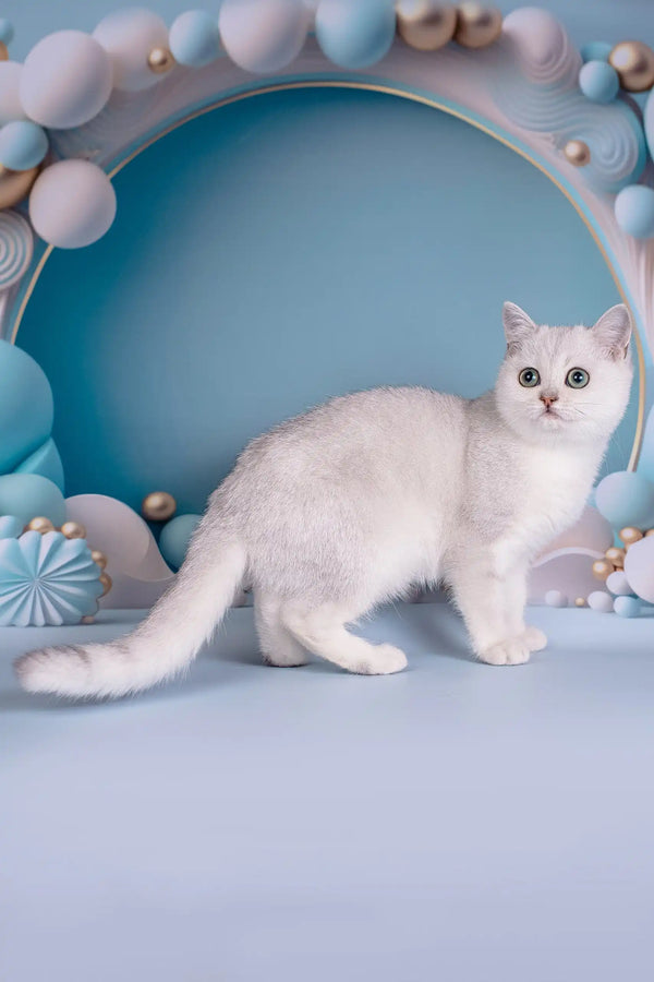 Dakota | british shorthair kitten