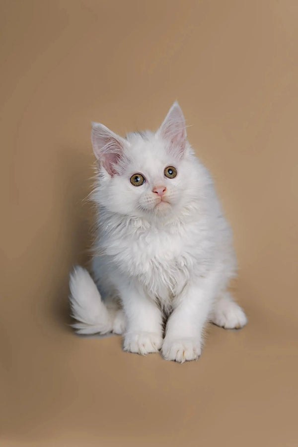 White fluffy Maine Coon kitten Dakota sitting upright with bright eyes