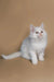 Cute White Fluffy Maine Coon Kitten with Bright Eyes Sitting Upright