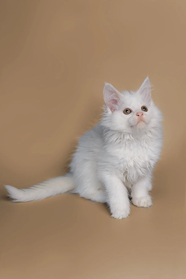 Cute White Fluffy Maine Coon Kitten with Bright Eyes Sitting Upright
