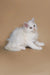 Fluffy white Maine Coon kitten with bright eyes sitting on a plain surface