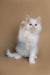 Fluffy white Maine Coon kitten with one paw raised, perfect for any pet lover