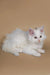 Fluffy white Maine Coon kitten Dakota with bright eyes on a plain surface