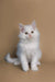 White fluffy Maine Coon kitten sitting upright with bright eyes, named Dakota