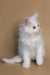 Adorable White Fluffy Maine Coon Kitten with Bright Eyes and Perky Ears