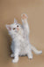 Playful white Maine Coon kitten with one paw raised, perfect for cat lovers