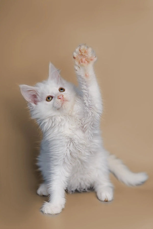 Playful white Maine Coon kitten with one paw raised, perfect for cat lovers
