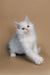 Adorable White Fluffy Maine Coon Kitten with Bright Eyes and a Pink Nose, Dakota