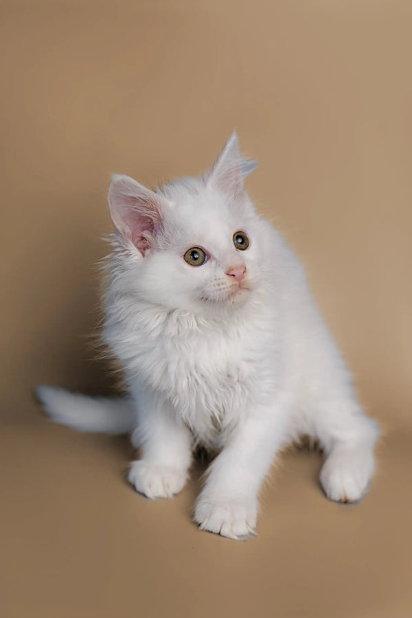 White fluffy Maine Coon kitten with bright eyes and pink ears, the perfect cuddle buddy