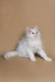 White fluffy Maine Coon kitten with bright eyes posing adorably in a cute position